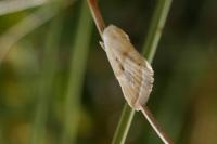 Eublemma pura