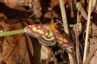 Pyrausta purpuralis