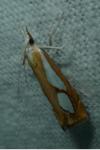 Catoptria pinella