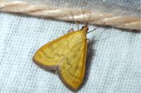 Mecyna flavalis