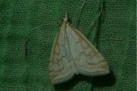 Udea lutealis