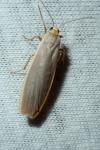 Katha depressa