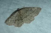 Yezognophos serotinaria dognini