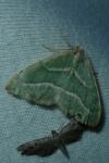 Hylaea fasciaria