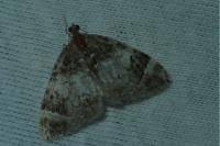 Dysstroma truncata