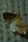 Cidaria fulvata
