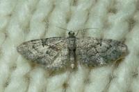 Eupithecia dodoneata