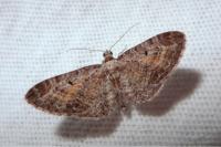 Eupithecia icterata