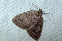 Hydriomena furcata