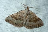 Scotopteryx octodurensis nevadina
