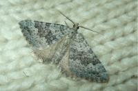 Scotopteryx bipunctaria