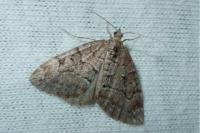 Thera cognata