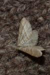 Phibalapteryx virgata