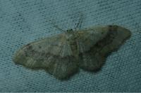 Idaea aversata
