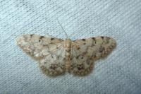 Idaea contiguaria