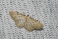 Idaea fuscovenosa