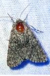 Acronicta euphorbiae