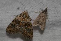 Bryophila domestica