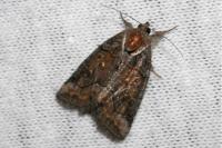 Bryophila ravula/vandalusiae