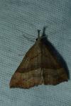 Hypena proboscidalis