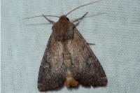 Apamea lateritia