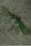 Calamia tridens