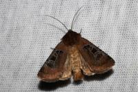Chersotis cuprea