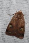 Diarsia guadarramensis