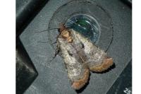 Epilecta linogrisea