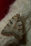 Eugnorisma depuncta