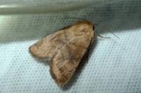 Hoplodrina