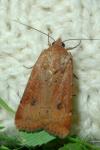 Noctua interposita