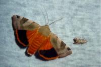 Noctua fimbriata/tirrenica