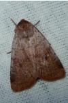 Protolampra sobrina