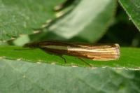 Agriphila tristella