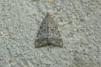Evergestis sophialis