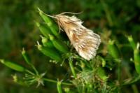 Cynaeda dentalis