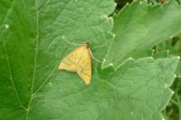 Mecyna flavalis