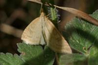 Udea lutealis