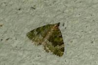 Colostygia olivata