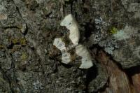 Cosmorhoe ocellata