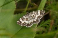 Epirrhoe tristata