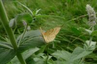 Gandaritis pyraliata