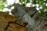 Eupithecia virgaureata