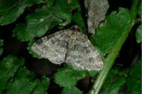 Mesotype didymata