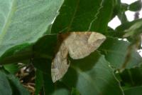 Pelurga comitata