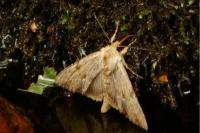Apamea lithoxylaea