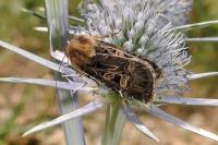 Chersotis