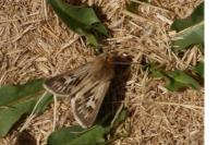 Cerapteryx graminis