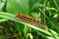 Euthrix potatoria